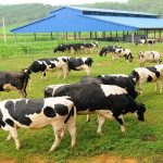 Đăng ký bảo hộ nhãn hiệu ngành chăn nuôi