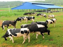 Đăng ký bảo hộ nhãn hiệu ngành chăn nuôi