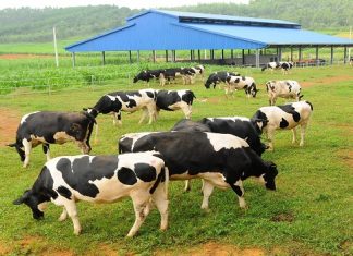 Đăng ký bảo hộ nhãn hiệu ngành chăn nuôi