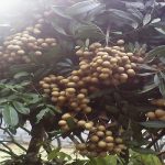 Đăng ký nhãn hiệu tập thể