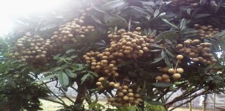 Đăng ký nhãn hiệu tập thể