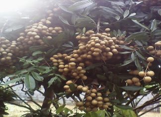 Đăng ký nhãn hiệu tập thể