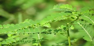 Quy chế sử dụng nhãn hiệu “Diệp Hạ Châu Cát Tiên”