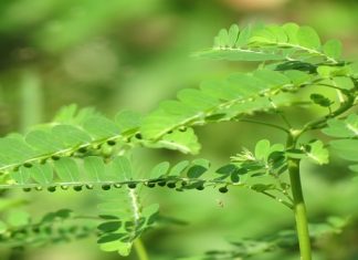 Quy chế sử dụng nhãn hiệu “Diệp Hạ Châu Cát Tiên” Quy chế sử dụng nhãn hiệu “Diệp Hạ Châu Cát Tiên”